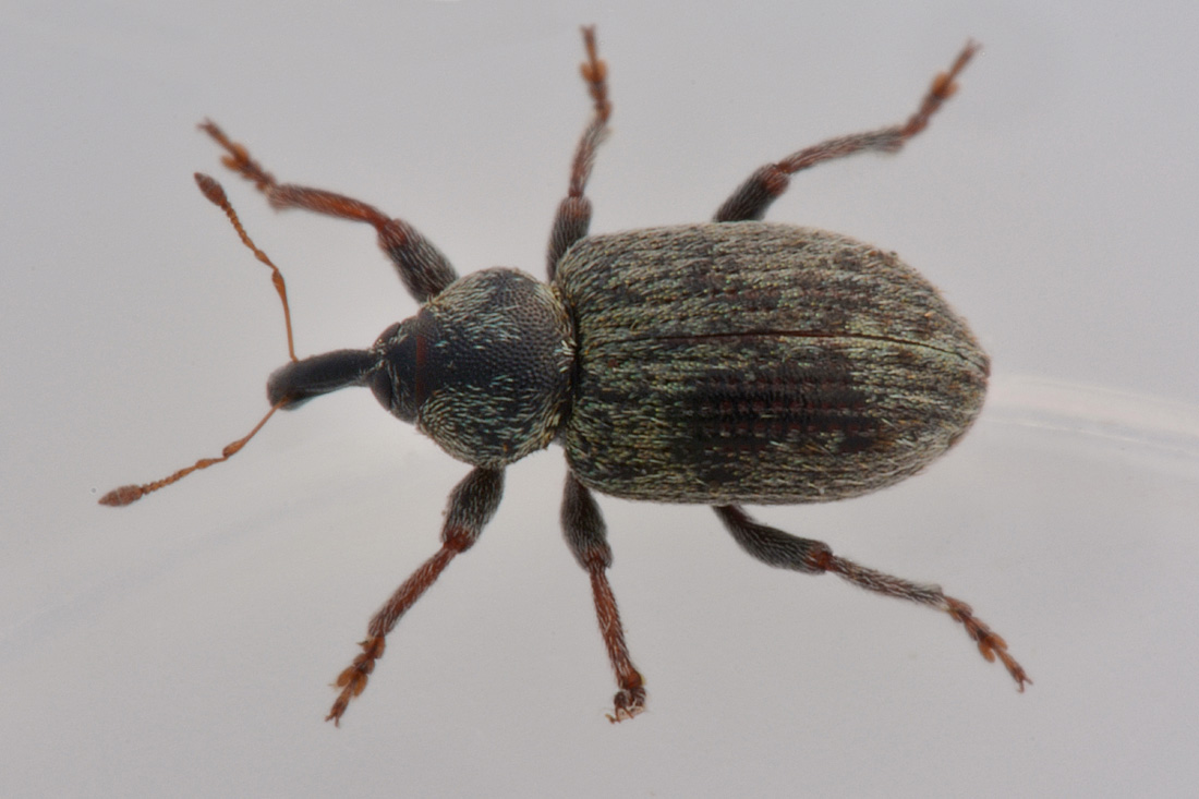 Curculionidae: Hypera sp.?   S,  Hypera meles